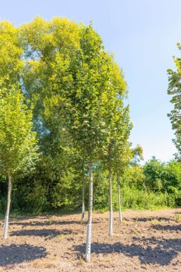 Tilia tomentosa 'Doornik' haute-tige 12/14