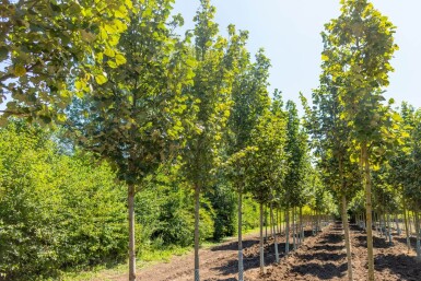 Tilia tomentosa 'Doornik' haute-tige 12/14