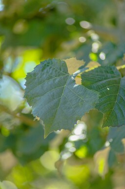 Tilia tomentosa 'Doornik' haute-tige 12/14