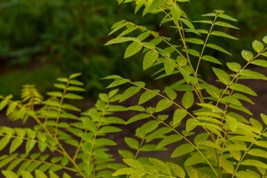 Toona sinensis 'Flamingo' haute-tige