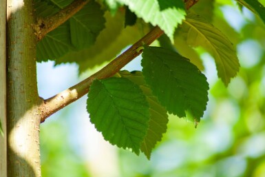 Ulmus glabra haute-tige