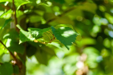 Ulmus glabra haute-tige