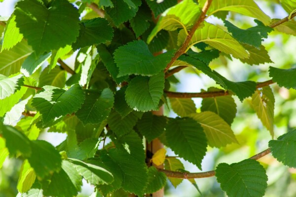 Ulmus glabra cépée