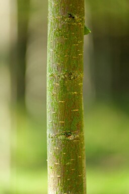 Ulmus glabra cépée