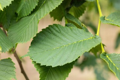 Ulmus glabra 'Camperdownii' haute-tige 14/16