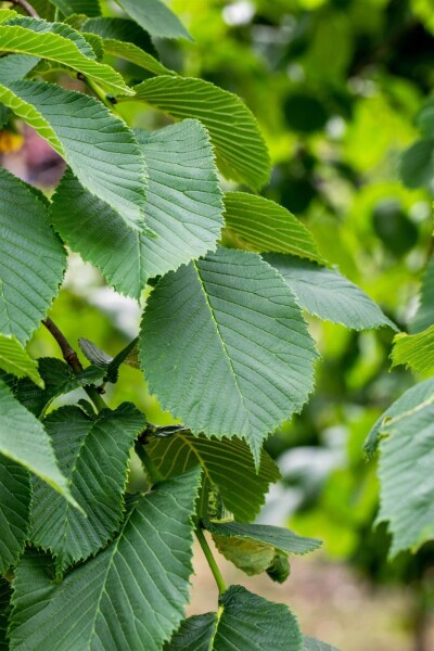 Ulmus glabra 'Camperdownii' port pleureur 14/16