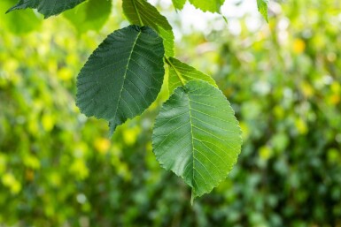 Ulmus glabra 'Camperdownii' port pleureur 14/16