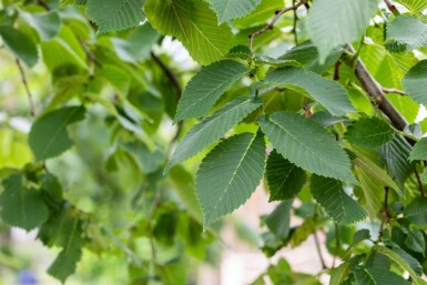 Ulmus glabra 'Camperdownii' port pleureur 14/16