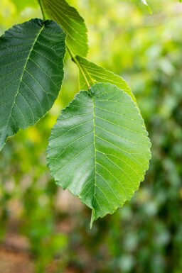 Ulmus glabra 'Camperdownii' port pleureur 14/16