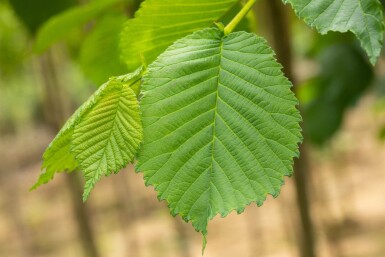 Ulmus glabra 'Camperdownii' port pleureur 14/16