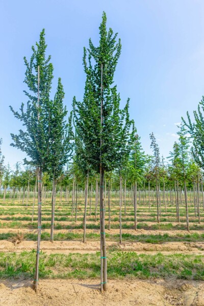 Ulmus 'Columella' haute-tige 12/14