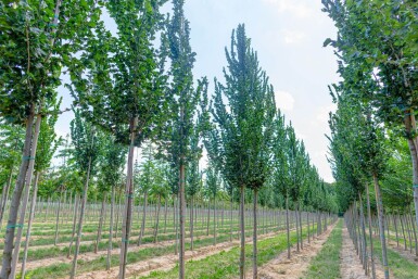 Ulmus 'Columella' haute-tige