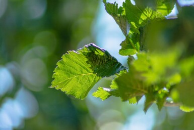 Ulmus 'Columella' haute-tige 12/14
