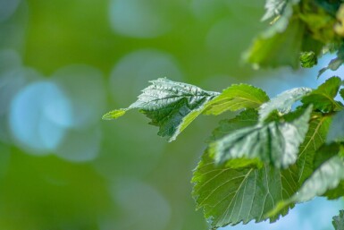 Ulmus 'Columella' haute-tige 12/14