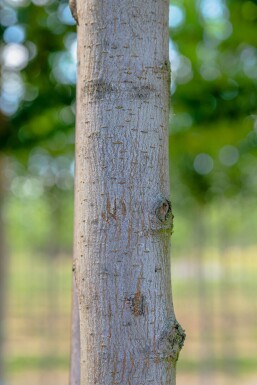 Ulmus 'Columella' haute-tige 12/14