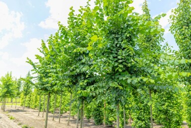 Ulmus laevis haute-tige 10/12