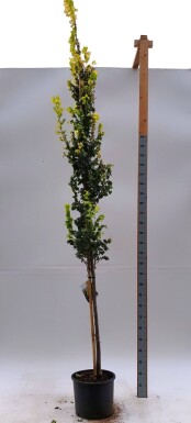 Ulmus x hollandica 'Wredei' haute-tige