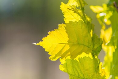 Ulmus x hollandica 'Wredei' haute-tige