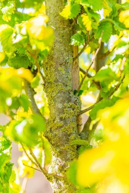 Ulmus x hollandica 'Wredei' haute-tige 16/18