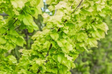 Ulmus x hollandica 'Wredei' haute-tige 16/18
