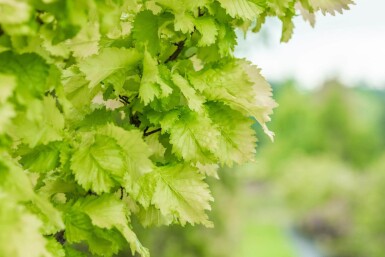 Ulmus x hollandica 'Wredei' haute-tige 16/18