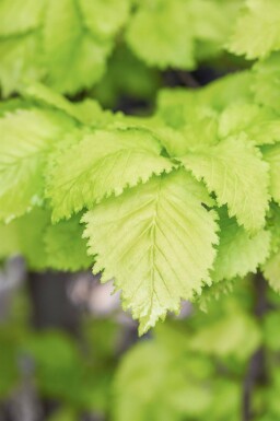 Ulmus x hollandica 'Wredei' haute-tige 16/18