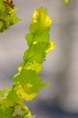 Ulmus x hollandica 'Wredei' baliveau