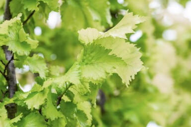 Ulmus x hollandica 'Wredei' baliveau