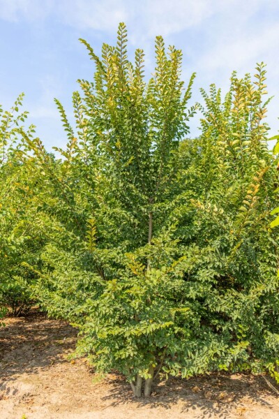 Ulmus minor 'Jacqueline Hillier' cépée