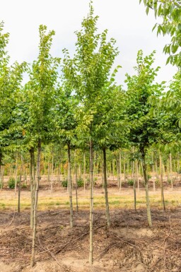 Ulmus 'Sapporo Autumn Gold' haute-tige 10/12