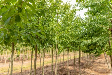Ulmus 'Sapporo Autumn Gold' haute-tige 10/12