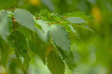 Ulmus 'Sapporo Autumn Gold' haute-tige 10/12