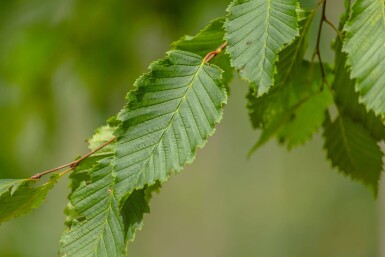 Ulmus 'Sapporo Autumn Gold' haute-tige 10/12