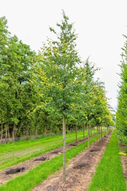 Zelkova serrata haute-tige 18/20