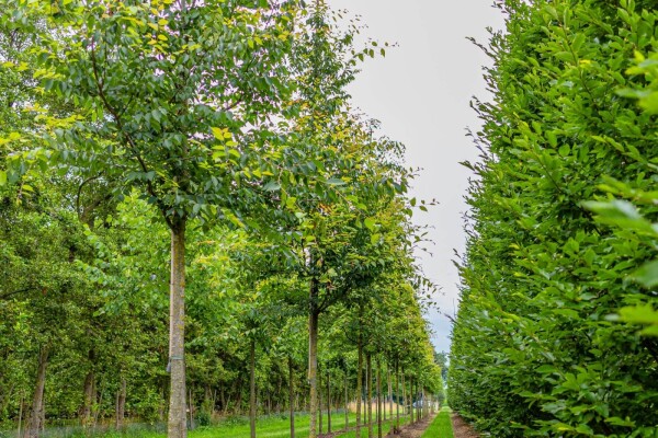 Zelkova serrata haute-tige