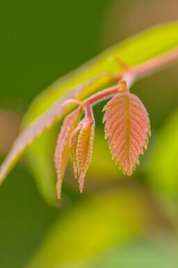 Zelkova serrata haute-tige 18/20
