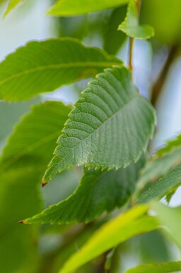 Zelkova serrata haute-tige 18/20