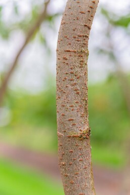 Zelkova serrata haute-tige 18/20