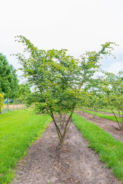 Zelkova serrata cépée 350-400