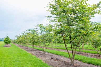 Zelkova serrata cépée 350-400