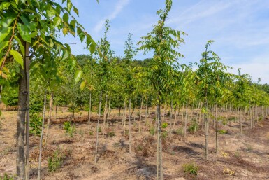Zelkova serrata 'Flekova' haute-tige 12/14