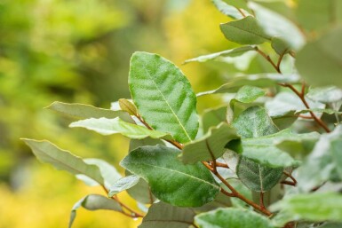 Elaeagnus ebbingei 'Compacta' espalier 8/10 120cm tronc 150b x 120h