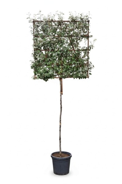 Elaeagnus ebbingei espalier 10/12 190cm tronc 150b x 120h