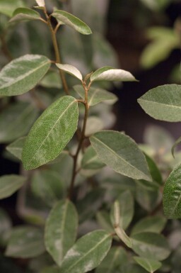 Elaeagnus ebbingei espalier 10/12 190cm tronc 150b x 120h