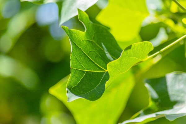 Liriodendron tulipifera espalier 16/18 200cm tronc 150b x 120h