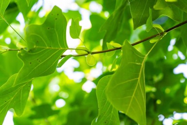 Liriodendron tulipifera espalier 16/18 200cm tronc 150b x 120h
