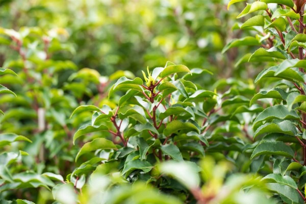 Prunus lusitanica 'Brenelia'