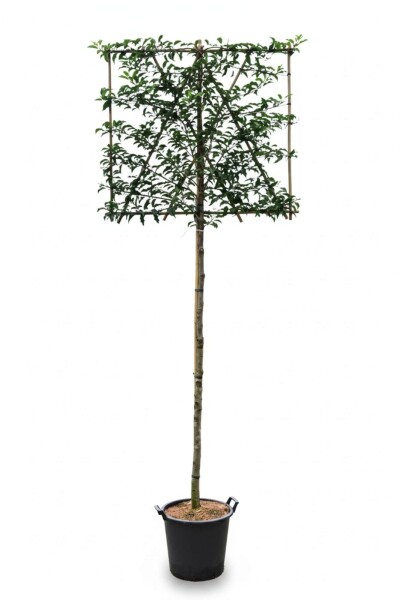 Prunus lusitanica 'Brenelia' espalier 8/10 150cm tronc 150b x 120h