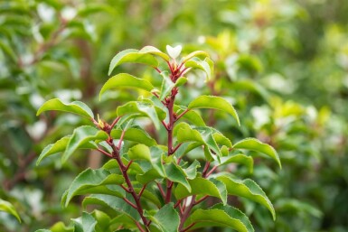 Prunus lusitanica 'Brenelia' espalier 8/10 150cm tronc 150b x 120h