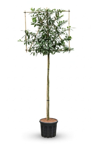 Prunus laurocerasus 'Caucasica' espalier 8/10 150cm tronc 120b x 120h